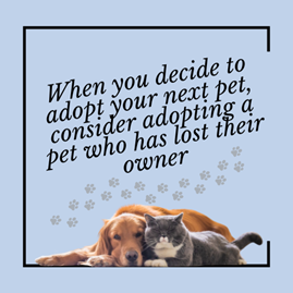 Older Pet Adoption