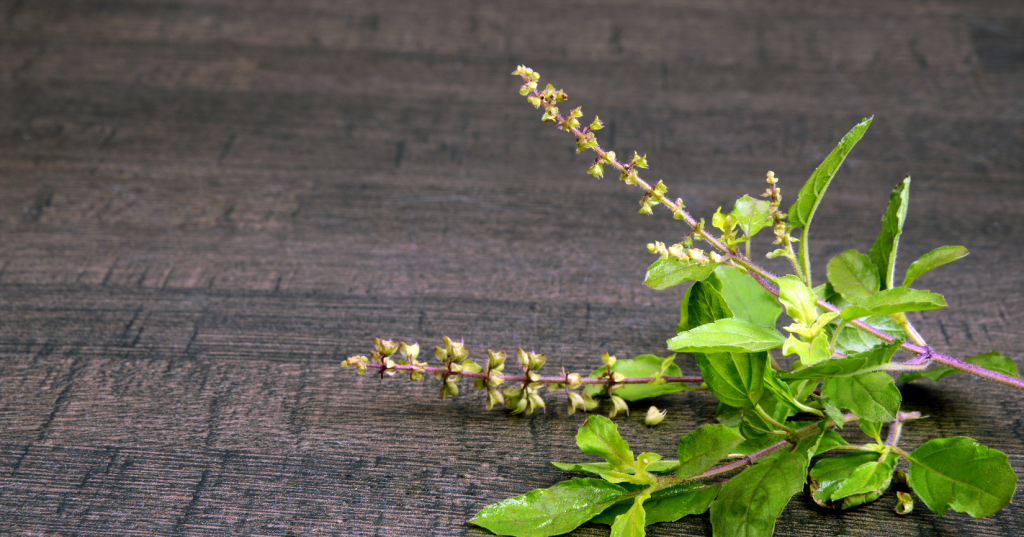 Hindu Tulsi Leaves