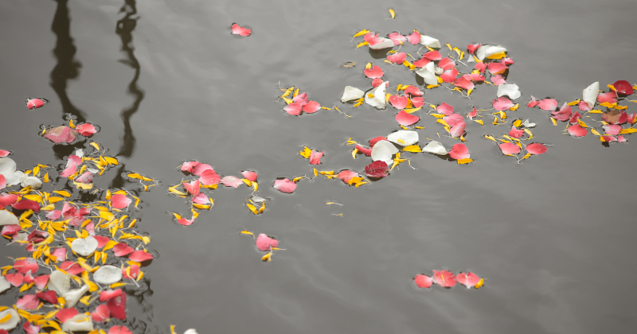 Scattering on water with pink and white flower petals as an alternative funeral option for cremated ashes.